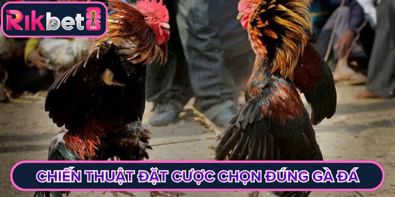 Đá Gà Rikbet
