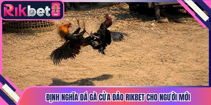 Định nghĩa đá gà cửa đảo Rikbet cho người mới