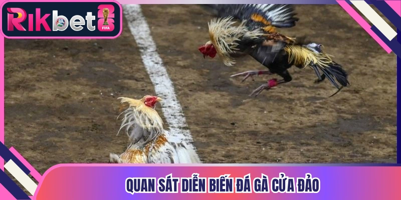 Quan sát diễn biến đá gà cửa đảo