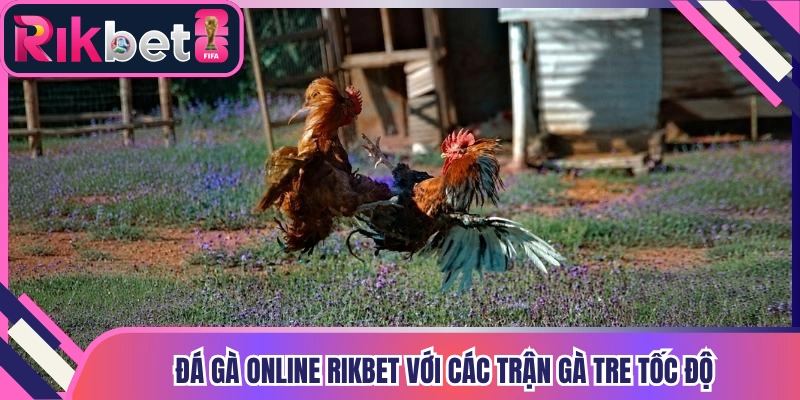 Đá gà online Rikbet với các trận gà tre tốc độ