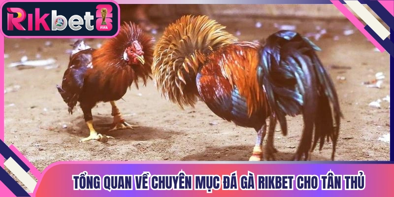 Tổng quan về chuyên mục đá gà Rikbet cho tân thủ