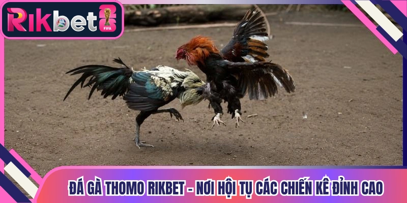 Đá Gà Thomo Rikbet - Nơi Hội Tụ Các Chiến Kê Đỉnh Cao