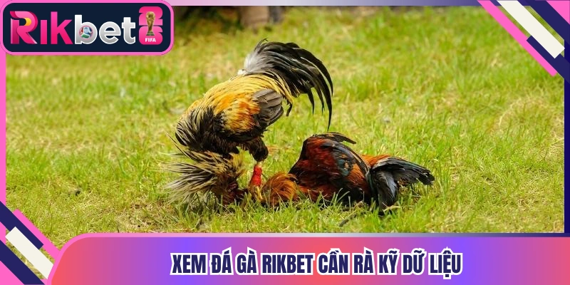 Xem đá gà Rikbet cần rà kỹ dữ liệu